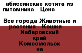 абиссинские котята из питомника › Цена ­ 15 000 - Все города Животные и растения » Кошки   . Хабаровский край,Комсомольск-на-Амуре г.